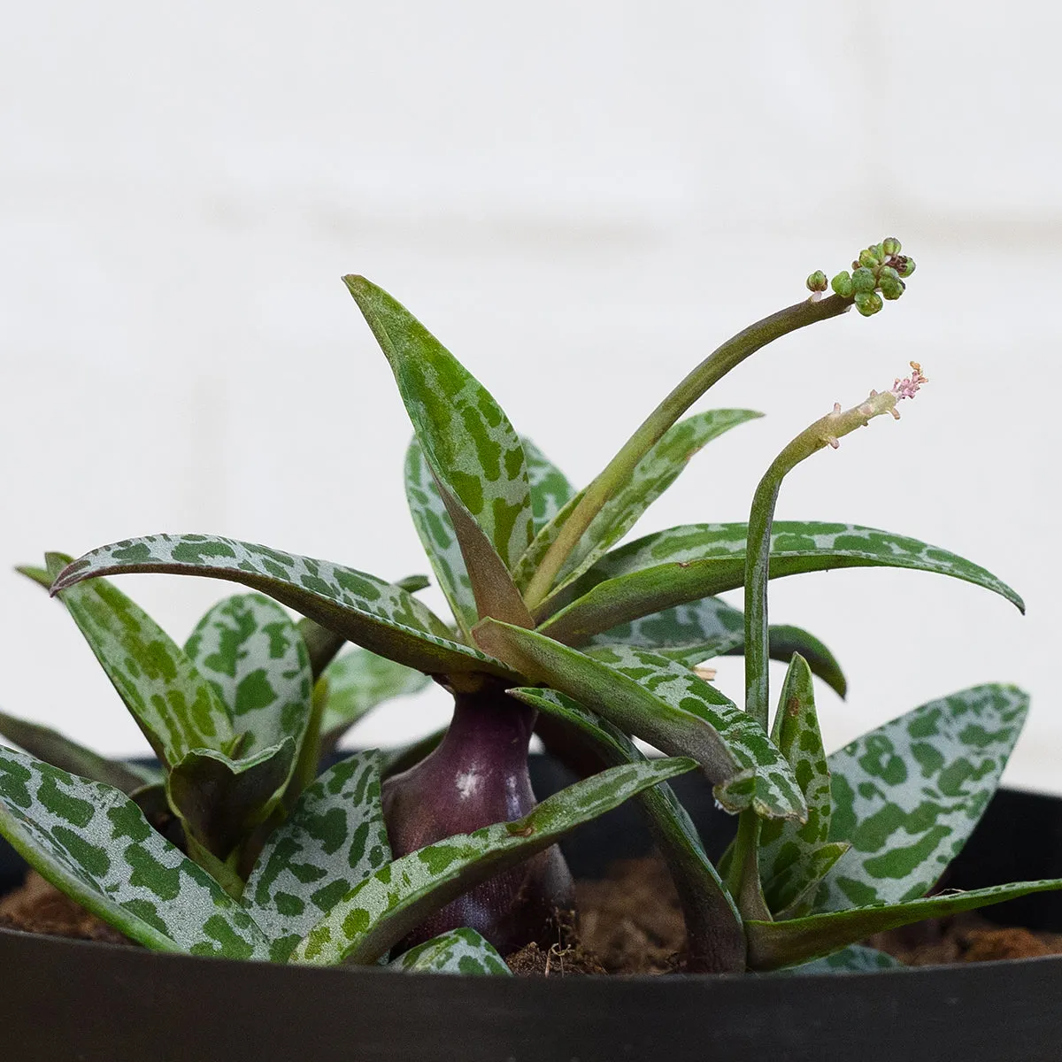 Silver Squill