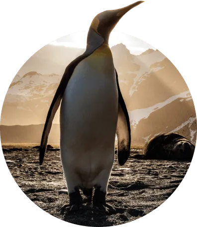 The Passage Bracelet Penguin - Limited Edition Pink